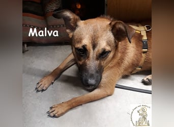 Malva – hübsche Junghündin sucht ihr Zuhause