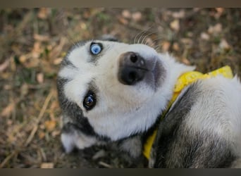 Welpe SHIRA - das Husky-Mix-Mädel bringt eine große Portion Leben und Frohsinn in dein Zuhause