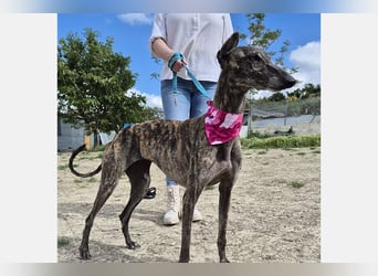 Guapino (TO) Aufgeschlossen, super lieb und verschmust