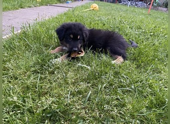 Supersüsse Australian Shepherd Welpen in der Farbe