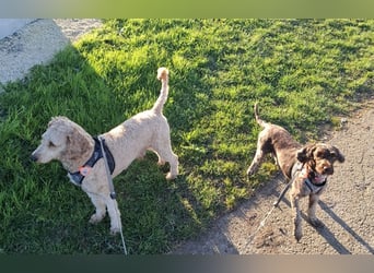 Cockapoo bereit zum Lieben!  - Schenken Sie sich selbst bedingungslose Liebe –