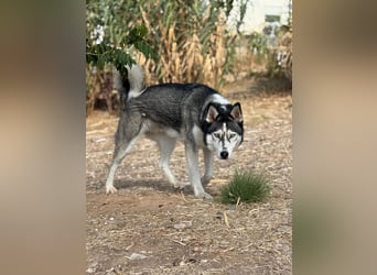 Itti (Spanien) - Der zurückgelassene, sanfte Riese sucht endlich sein Glück