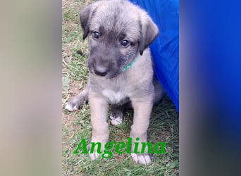 Irish Wolfhound Welpen