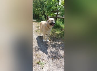 Fee: anhängliche Schönheit