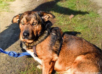 Archie - Vorliebe für Spaziergänge