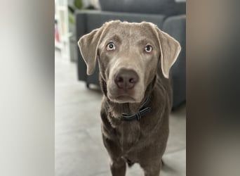 Wunderschöner silberner Labrador - 1.5 Jahre alt 