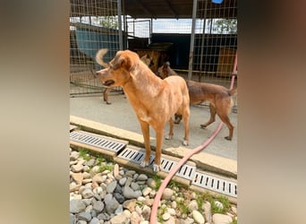 SVEN – ein Senior auf der Suche nach dem Glück
