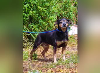 Fiona, Mix Pinscher / Chihuahua, lieb und verträglich