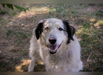 Chip 2233069: Sucht ein Zuhause