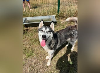 Lyra, geboren 01.07.2024, 54cm sucht aktives Zuhause