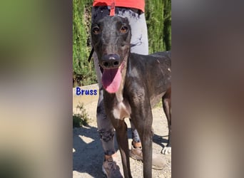 Bruss 01/2023 (ESP) -ein Traumgalgo!