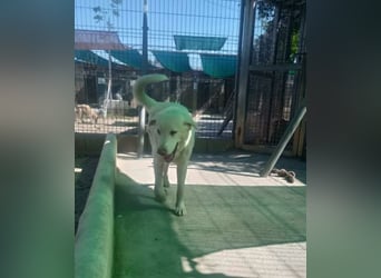 BLANCA