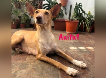 Anita1 05/2022 (ESP) - sehr verschmuste und liebevolle Podenca!