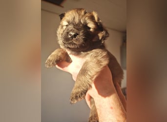 Reinrassige Eurasier-Welpen suchen ein liebevolles Zuhause