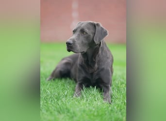 Exquisit Bulladors (Labrador, English Bulldogge)mit vollen Papieren, Ahnentafeln, Gesundheitszeugnis