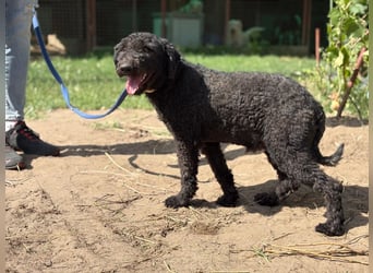 Benedek - so ein  toller Hund