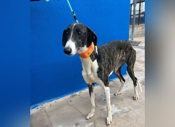 Marylin, zauberhafte Galgo Lady, zu brav für die Jagd, abgegeben