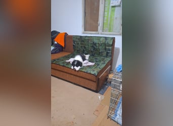 Kleiner Loki sucht ein Zuhause