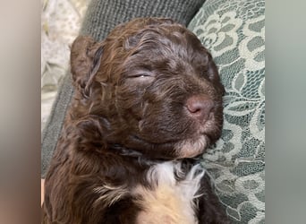 Lagotto - ein Herz aus Locken und Liebe