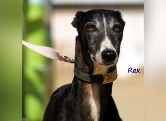 Rex 08/2019 (ESP) - aufgeschlossener, sozialer und angenehmer Galgo!