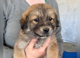 Diego ❤️ süßer, verschmuster Welpenjunge