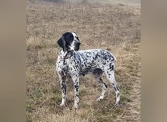 Braque d'Auvergne (Auvergne Vorstehhund) Welpe