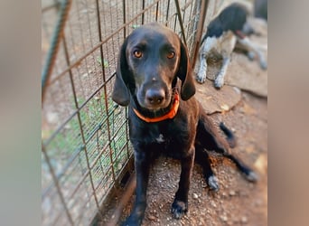 Prugna - RESERVIERT - Black Pearl, jung, neugierig aufgeschlossen