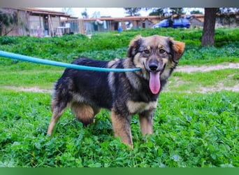 Roslyn, Mix Collie / Schäferhund, lieb und verträglich