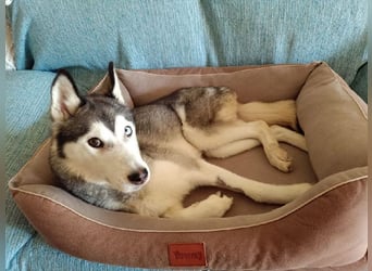 Eve, ein Leben auf dem Balkon ;-(   , fast  2 Jahre lang