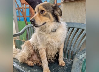 Axel - sanft, fröhlich, liebevoll mit Hund und Mensch - ein Traumtyp