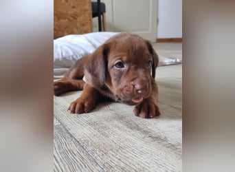 Rhodesian Ridgeback Welpen mit Papieren -Livernose-