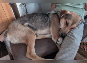Trusky - Fröhliche Ohren suchen neue Couch (81667 München)