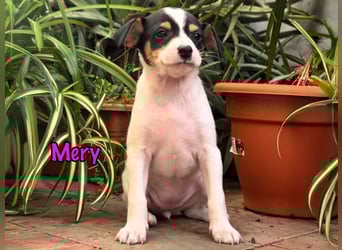 Mery 02/2025 (ESP) - neugierige, kleine Podenco-Bodeguero Mix Welpin!
