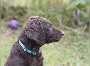 Curly Coated Retriever – braune Rüden (8 Wochen) aus dem Zwinger Cornrow