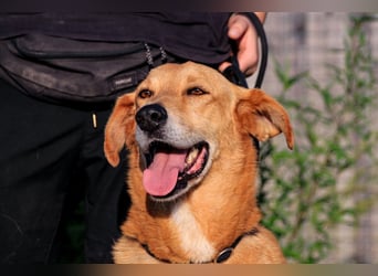 Mr John, Mix Labrador / Rafeiro Alentejano, lieb und verträglich