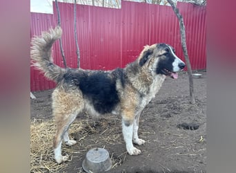 Rix, 1Jahr+7Monate alter Bub, ca. mittelgroß, sozial, freundlich, verschmust, offen