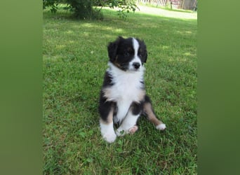 Mini Aussie Welpen Miniatur Australian Shepherd Welpen Welpe