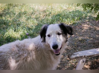 Chip 2233069: Sucht ein Zuhause
