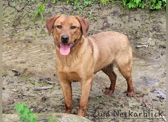 Labradoodle F1 Welpen aus Familienzucht vom Züchter 
