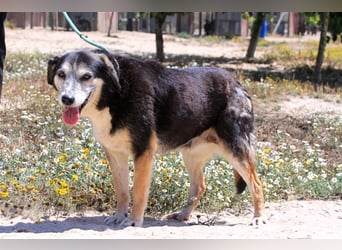 Mika, Mix Schäferhund / Berner Senne , lieb und verträglich