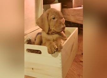 Magyar Vizsla Welpin Alva