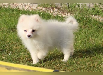 Zwergspitz Pomeranian "Vanilla" Hündin 4 Monate kann ins neue Heim ziehen