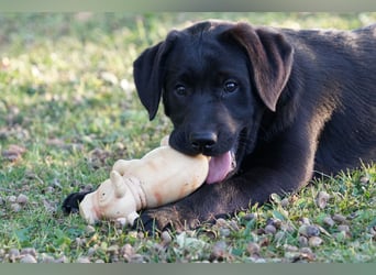 Labradorwelpen