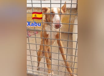 Xabu,geb.08/23,hübscher Podenco Bub sucht seine Familie