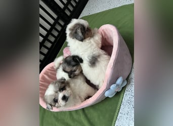 Maltipoo - Welpen - Rüden und Hündin
