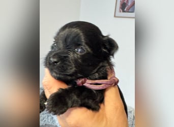 Yorkshire terrier schwarz mädchen