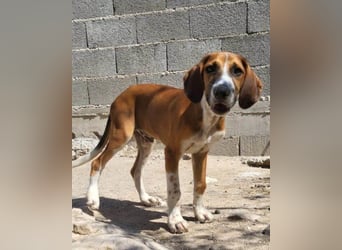 Bracken-Mix ♥Sky♥ lieb + abenteuerlustig