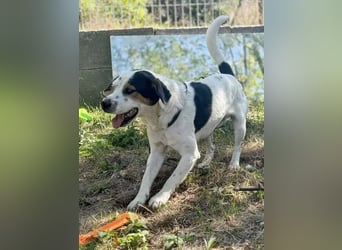 Jakob, fröhlicher Beagle Mix geb. 2021