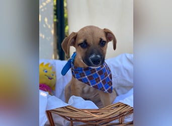 Adi LM - Zuhause gesucht – Neun kleine Hundekinder auf großer Mission