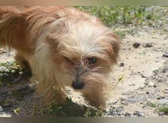 Baby, eine von zwölf zurückgelassenen Hunden sucht ein neues Zuhause